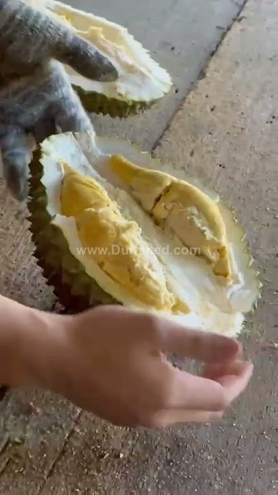 Tupai King Durian 松鼠王 #durian
