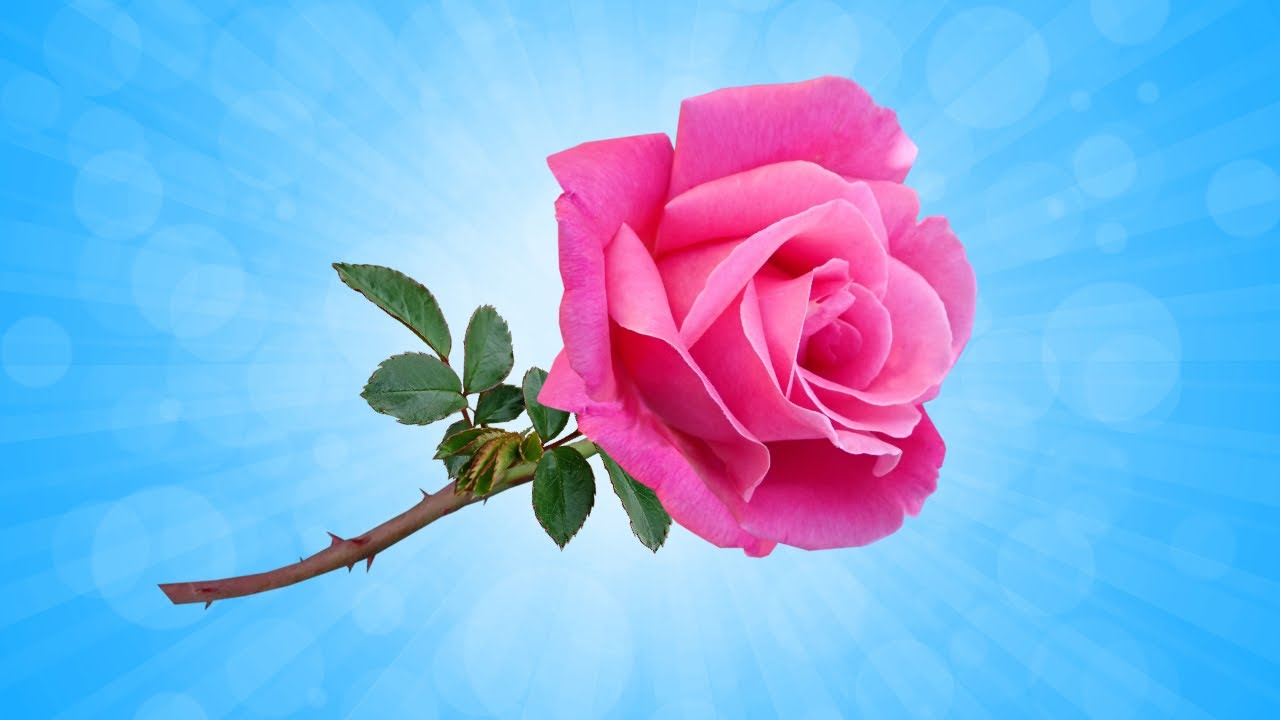 Kobieta 🌷 - piosenka na Dzień Kobiet