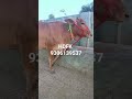 1st timer cow #cow #bull #dairy #buffalo #horse #calf #animal #attitude #army #camel