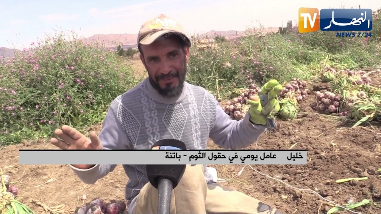 باتنة: جني الثوم.. قبلة الباحثين عن العمل لتوفير لقمة العيش