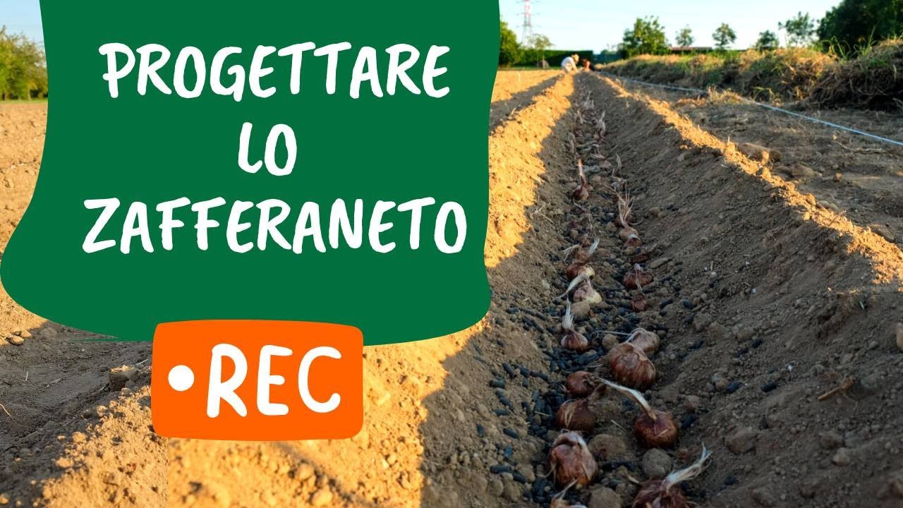 PIANTARE ZAFFERANO: come pianificare lo zafferaneto