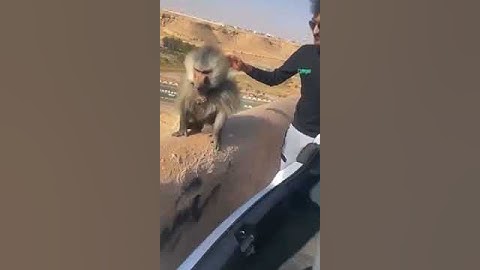 صيد القرود في الطايف