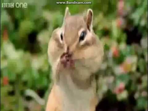 Squirrels Rapping Rapping Squirrel - YouTube