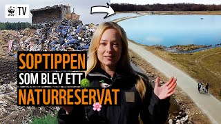 Soptippen som blev ett naturreservat! 🏭➡🌳 Hur räddar man en avfallsplats? | WWF TV