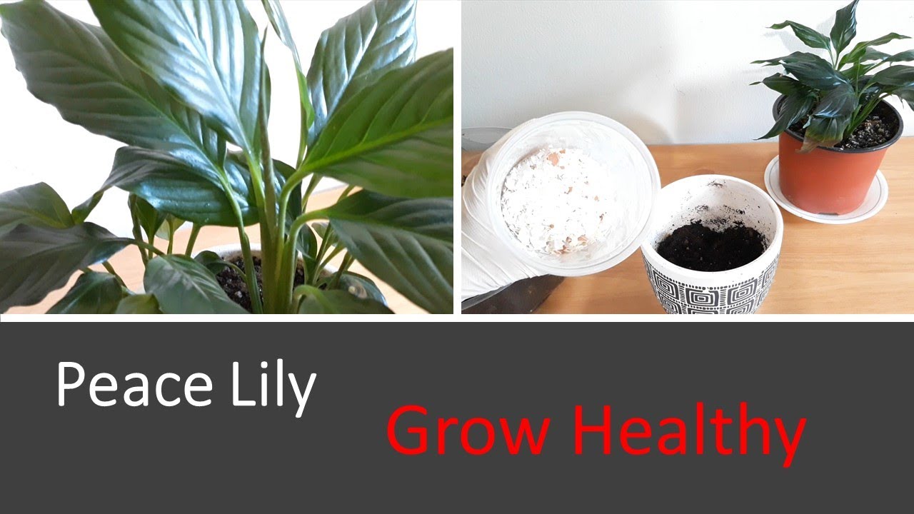 Peace Lily Grow tip and RepottingPeace Lily nutrients for healthy