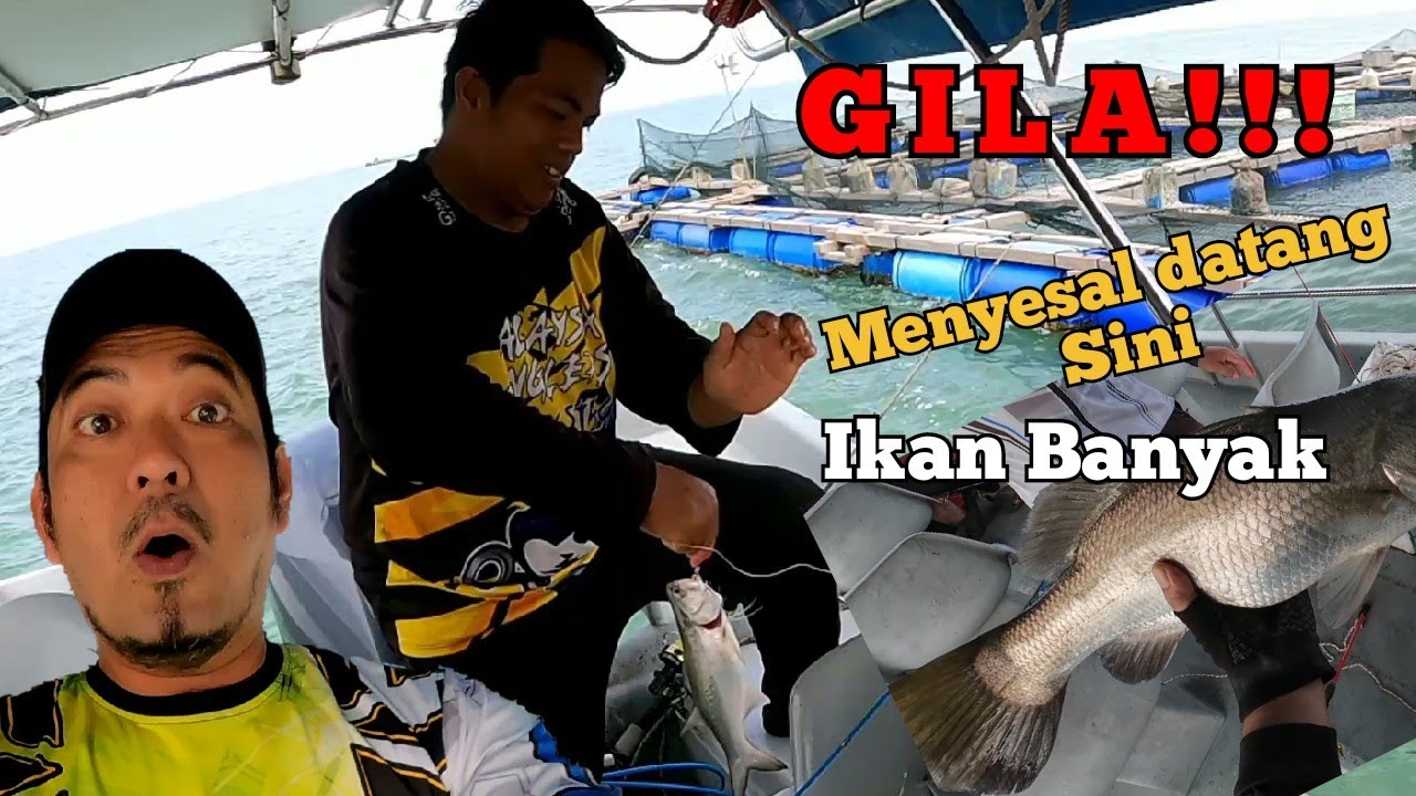 GASAK??? SANGKAR KUALA GULA BANK...Siakap..Senangin...Mj