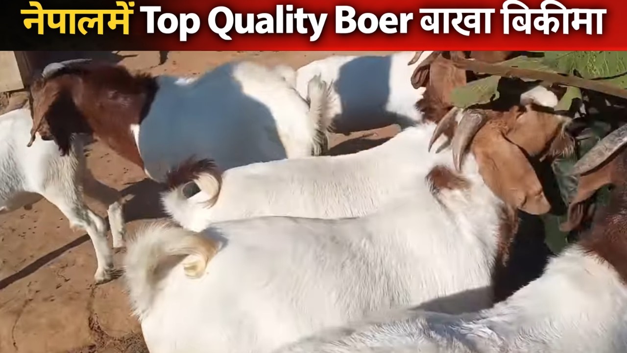 नेपालमै Top Quality Boer बाख्रा बिक्रीमा 🐐 | Limited Stock – Call Now: 9847673850 | Boer goat Nepal