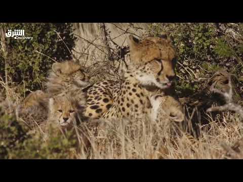 وزراء خارجية غربيون يرفضون خطة الاستيطان الإسرائيلية الجديدة