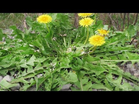 Una singola foglia di questa erba che si trova in ogni giardino può salvare la vita!