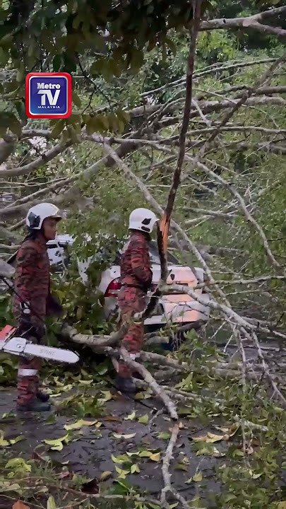 Cemas kereta ditimpa pokok ketapang