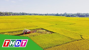 Bến Tre trúng mùa, được giá vụ lúa Đông Xuân | THDT