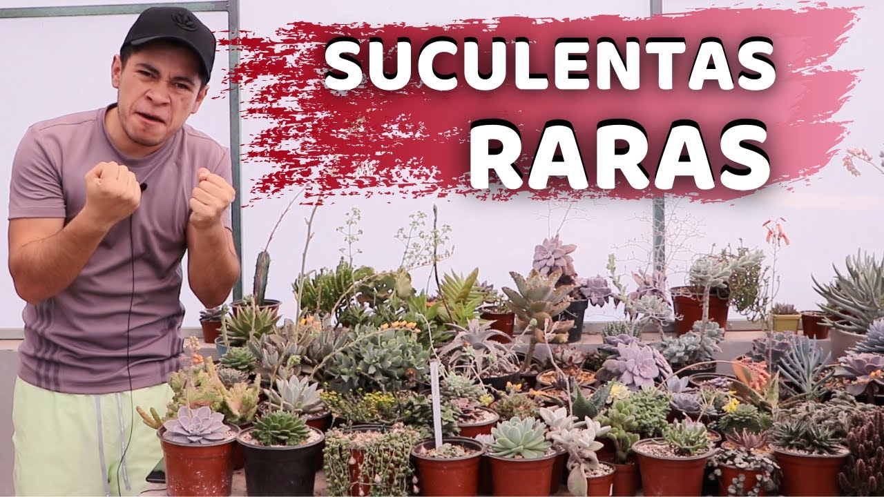 RETO TOP 10 SUCULENTAS RARAS || TU JARDINERO EL CITADINO