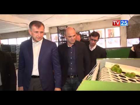 აჭარაში საადრეო მანდარინის პირველი მოსავლის აღება დაიწყო