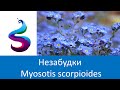 Незабутка Myosotis scorpioides