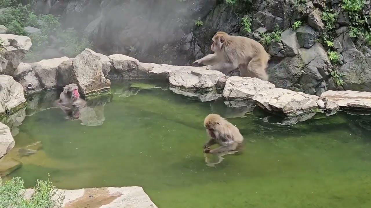 Nagano, snow monkeys, Matsumoto