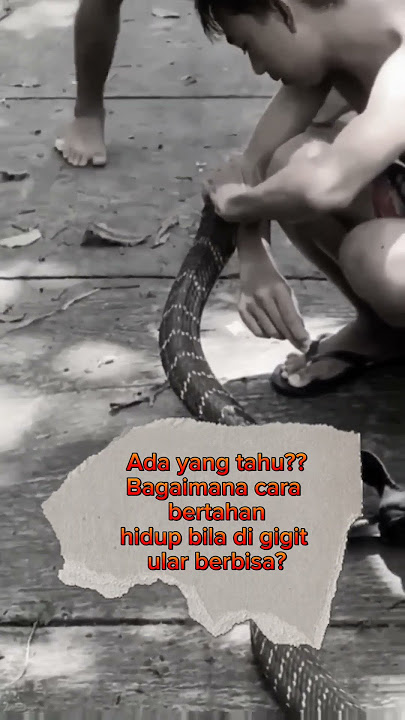 Di gigit ular berbisa, apa sajakah solusinya? 🐍 #shorts