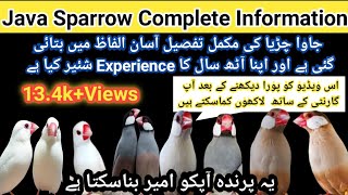 Java Finch Complete information in Urdu/Hindi | Java Birds Colony Cage Setup & Seed Mix Food''