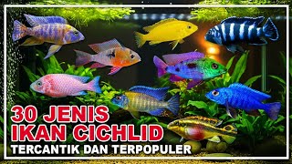 30 Most Popular Types of Cichlid Fish | Freshwater Aquarium Ornamental Fish
