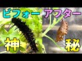 蝶の幼虫がサナギになるまでの劇的変化をカメラがとらえた！ツマグロヒョウモンの飼育