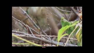 White Browed Bulbul - Spotted At Palani Hills