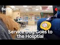 Service Dog Goes to the Hospital | Bene Cam 🔴