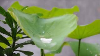 The Lotus Effect - Hydrophobic Coating Basics - Aegis Armors