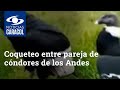 Maravilloso espectáculo: en video quedó el coqueteo entre pareja de cóndores de los Andes