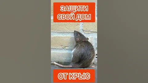 КРЫСЫ исчезнут за ДВЕ НЕДЕЛИ ‼️ #Shorts #крысы