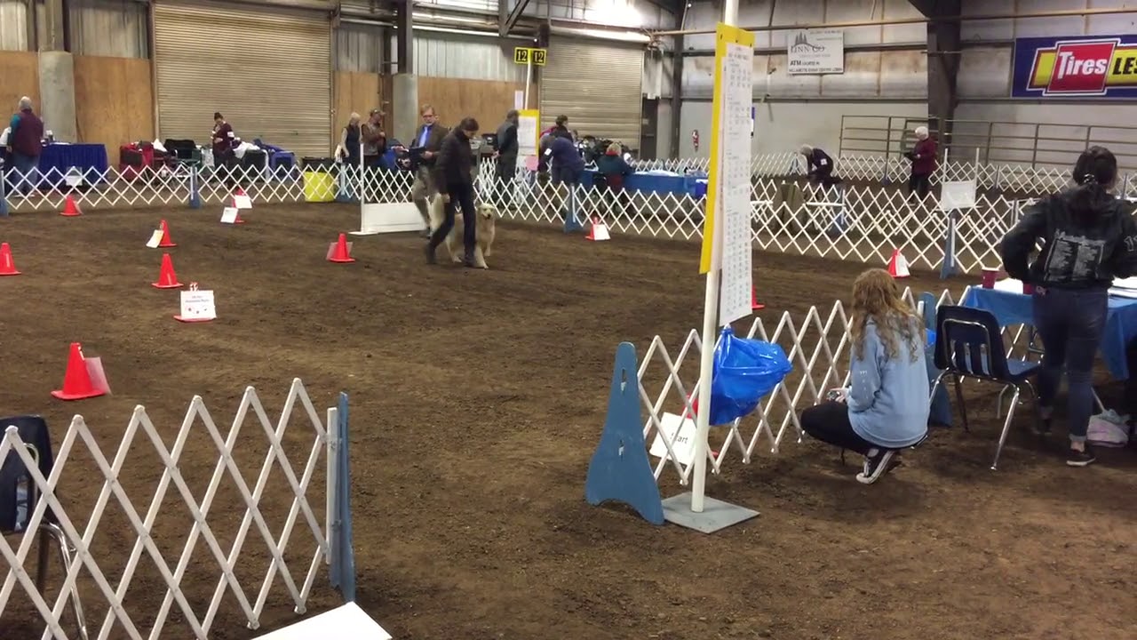 AKC Rally Master Linn County Kennel Club 2/22/2020 score of 100 YouTube