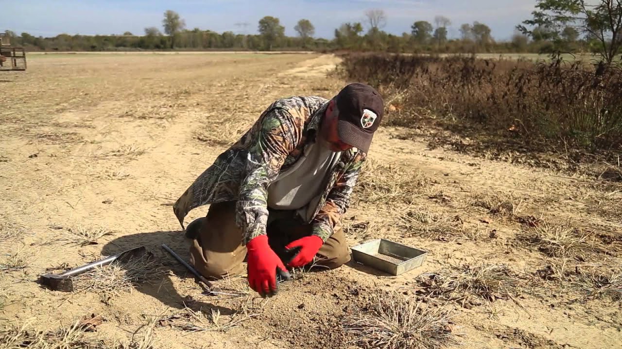 How To Trap Coyotes | Making a Set From Start to Finish - YouTube