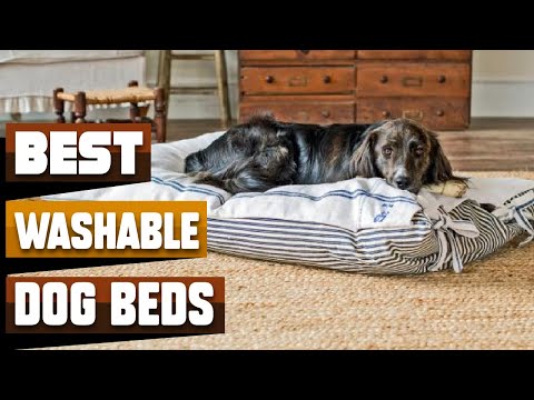 Best Washable Dog