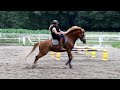 Ponywallach beisst sich fest und galoppiert seinem Reiter davon - Fall Balou Teil 1/2