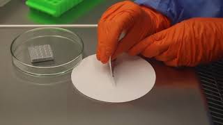 3. Negative staining in a biosafety cabinet