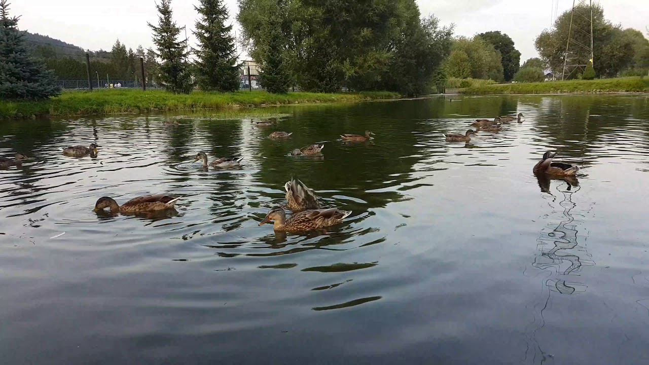 Kaczki na dobranoc median nerve