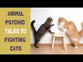 Animal Psychic Talks To Fighting Cats | Animal Communicator | Susie Shiner