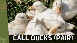 Call Ducks: Miniature Wonders of the Duck World as Your Beloved Pets (Anas platyrhynchos domesticus)