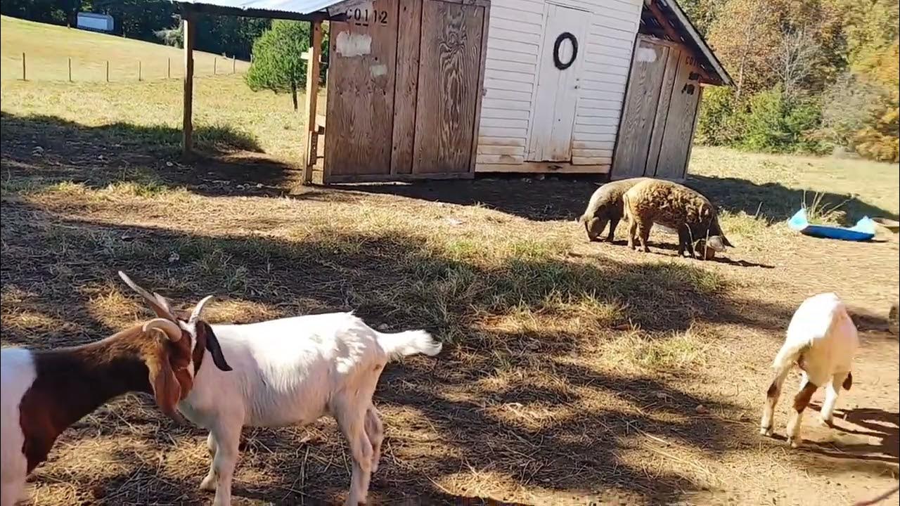 BABY LAMBS & Graves Mountain Apple Festival YouTube