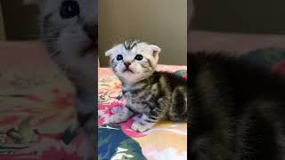 Top Video Cute Baby Cat #rivalvideos #trendingvideo #catmeow