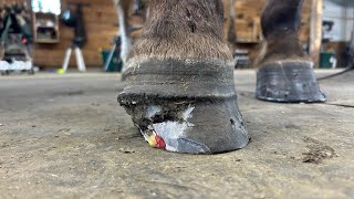 INFECTION ROTTED HALF of His HOOF