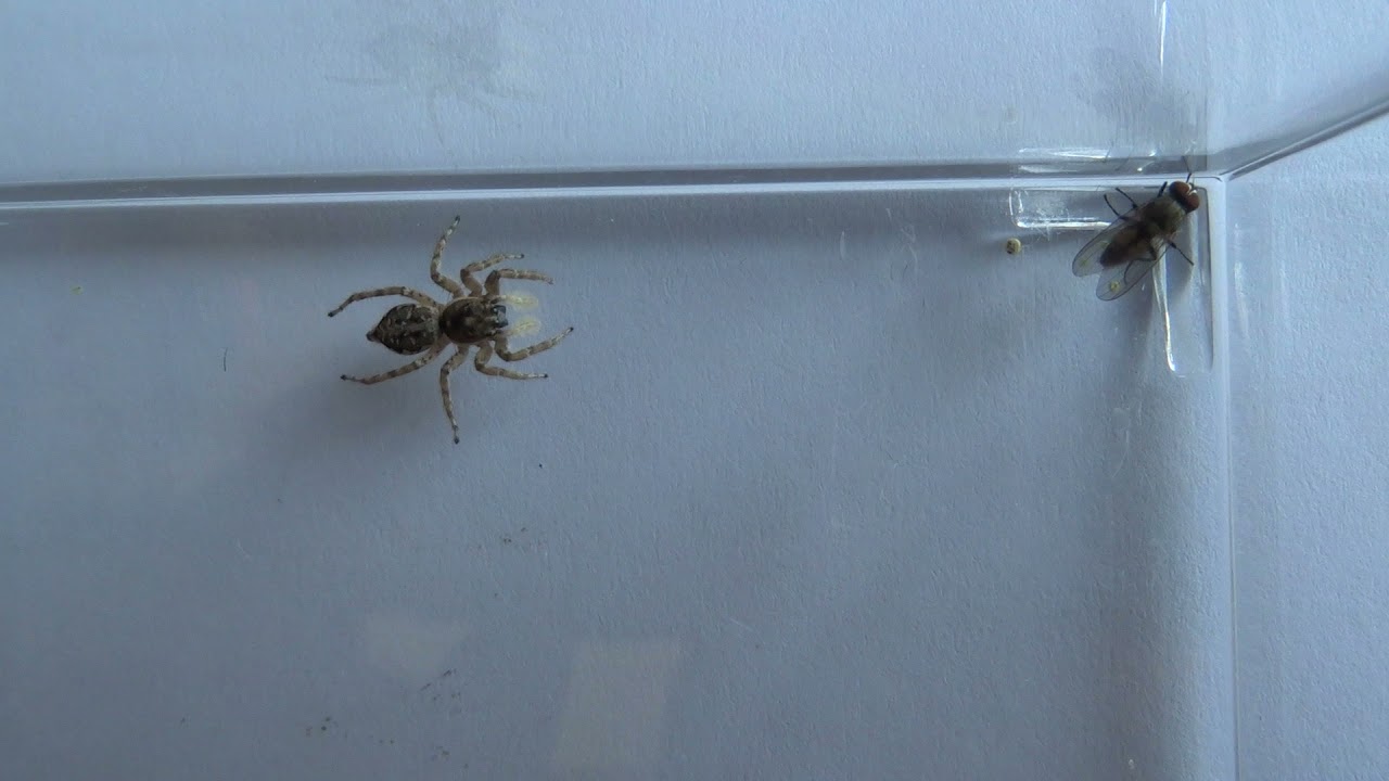Araña cebra o saltadora Salticus scenicus - YouTube