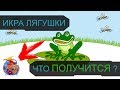 ИКРА ЛЯГУШЕК В ДОМАШНИХ УСЛОВИЯХ - ЧТО ПОЛУЧИТСЯ?