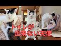 【93】空腹に砂利を食べて生き、保護後は愛を与え続けた天使の猫シエロ。トイレが使えないハンディを超える愛を⭐️㊗️