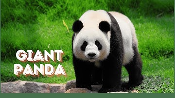 🌏 Part 4 -  Giant Panda: China’s National Treasure on the Brink of Extinction 🐼