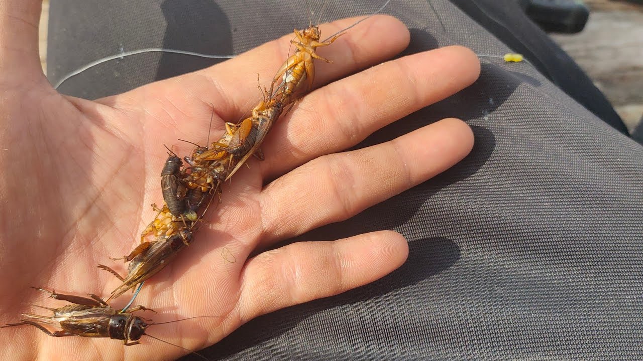 MANCING IKAN JUARO UNTUK LAUK SAHUR DENGAN UMPAN JANGKRIK - FISH HUNTER