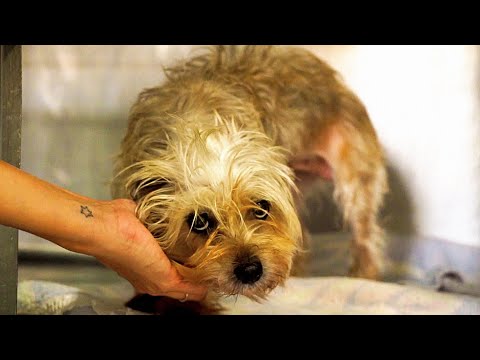 Perrita perdida en inundaciones es adoptada por una familia maravillosa
