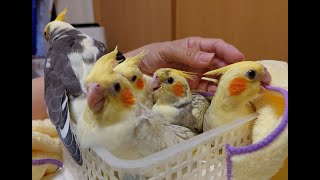 オカメインコの育雛＠巣箱内Live