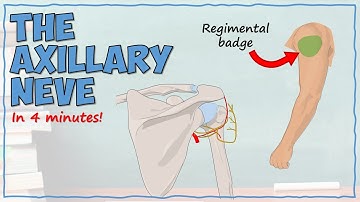 The Axillary Nerve