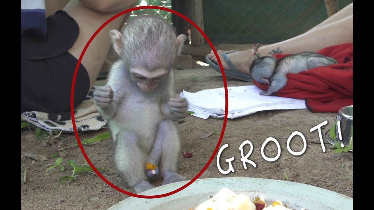 Funny Cute Baby Monkey Groot Tries To Eat Food Off His Vervet Forest Youtube
