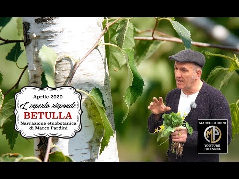 Video: Betulla Schmidt (25 Foto): Descrizione Della Betulla 