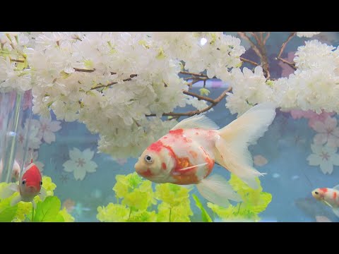 “桜”の名がつく3種類が泳ぐ…アクア・トトぎふで企画展示「桜金魚の水中お花見」水槽に桜と菜の花の造花を飾り付け (2026/04/11 20:46)